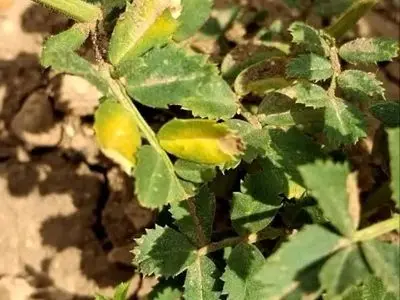 هشدار پایش مزارع نخود و مبارزه به موقع با بیماری برق زدگی نخود