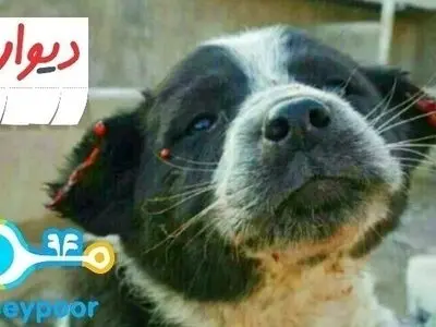 آمار برخورد با خرید و فروش حیات وحش در فضای مجازی اعلام شد