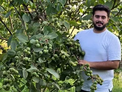 نهالستان نارون کشت؛ بزرگترین تولیدکننده نهال‌های گردو، بادام و صنوبر در ایران