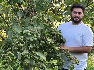 نهالستان نارون کشت؛ بزرگترین تولیدکننده نهال‌های گردو، بادام و صنوبر در ایران