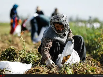 240 میلیارد ریال برای جبران خسارت کشاورزان استان البرز اختصاص یافت