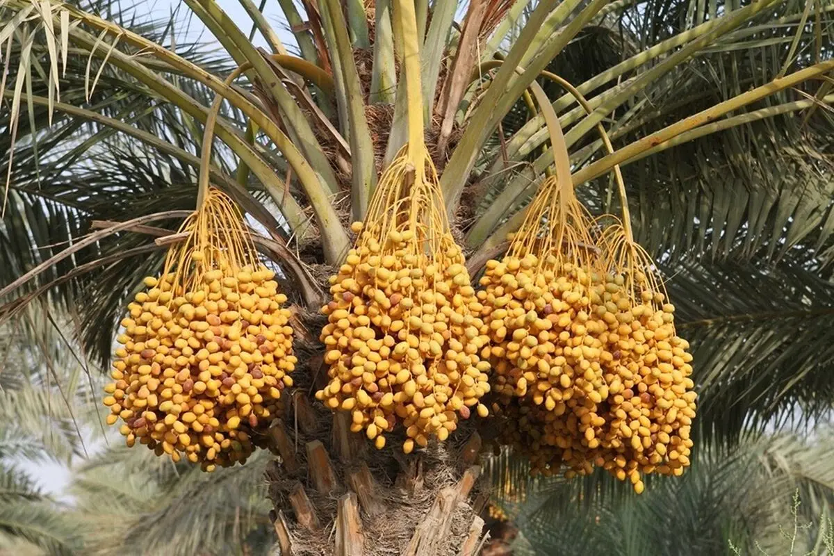 از نخلستان تا فضای مجازی