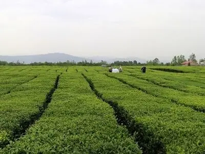 خرید بیش از ۱۱۵ هزار تُن برگ سبز چای از باغات شمال کشور
