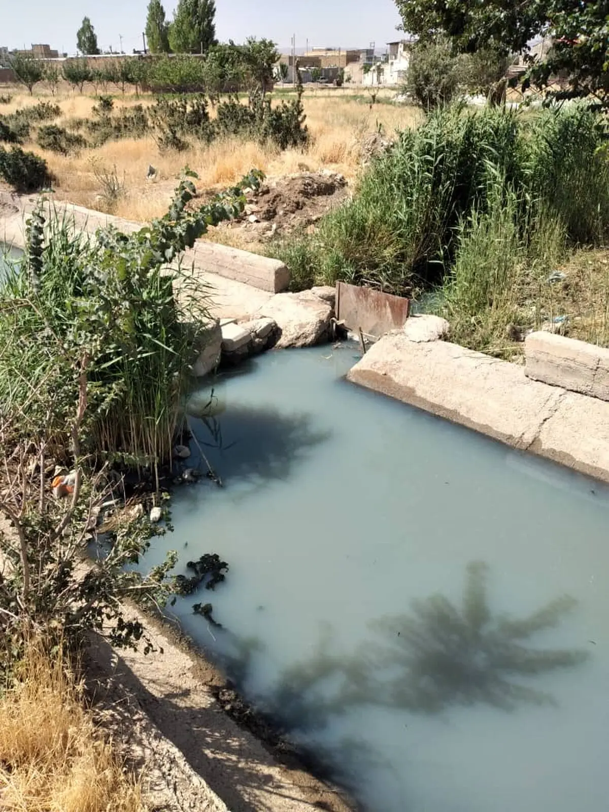آبیاری زمین‌های کشاورزی ابهر با فاضلاب ؛ نتیجه اجرای طرح‌های بدون مطالعه/ نبود اعتبار و فرهنگ کشاورزی دو عامل دیگر