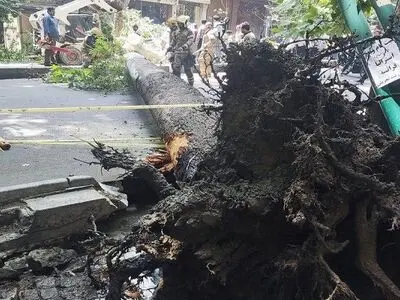 بازگشایی خیابان ولیعصر در پی سقوط درخت
