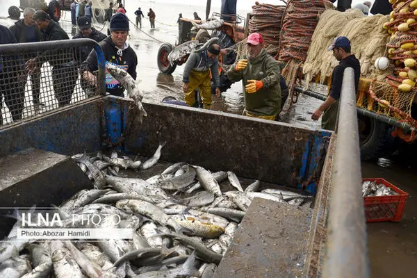 Iran exports seafood to 55 countries