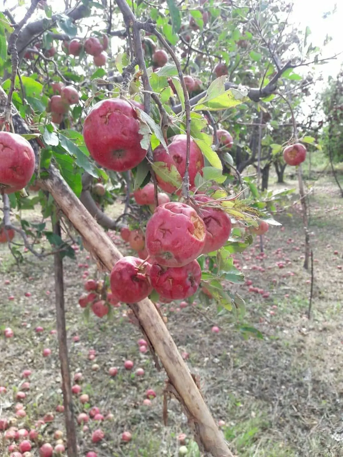 خسارت 200 میلیارد ریالی بارش تگرگ و سیل به اراضی شهرستان ارومیه