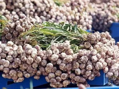 ۸۰۰ هکتار از اراضی کشاورزی آذربایجان غربی زیر کشت زیر می رود/شاهین دژ با ۷۵درصد در صدر کشت سیر استان