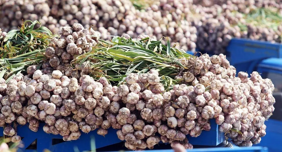 ۸۰۰ هکتار از اراضی کشاورزی آذربایجان غربی زیر کشت زیر می رود/شاهین دژ با ۷۵درصد در صدر کشت سیر استان