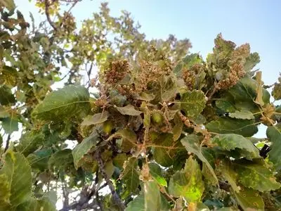 شناسایی ۱۳ کانون آفت جوانه‌خوار بلوط در لرستان