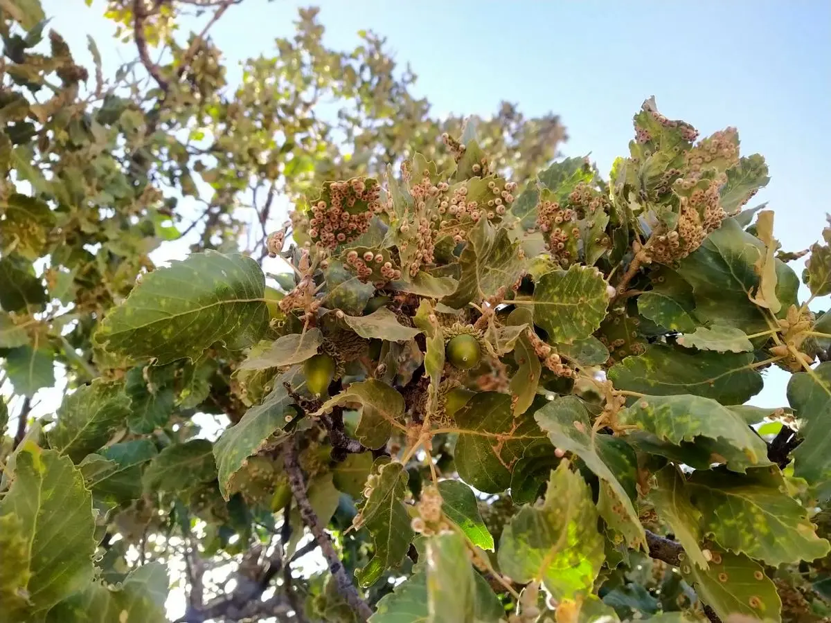 شناسایی ۱۳ کانون آفت جوانهخوار بلوط در لرستان