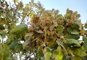 شناسایی ۱۳ کانون آفت جوانه‌خوار بلوط در لرستان