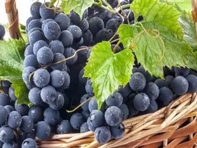 عرضه انگور سیاه و عسل طبیعی تا پایان مهر ماه