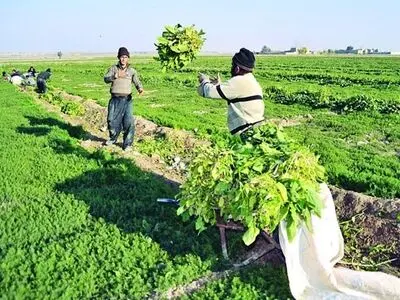 انقلاب توده های مستضعف و محروم زمینه ساز خودکفایی در کشور است