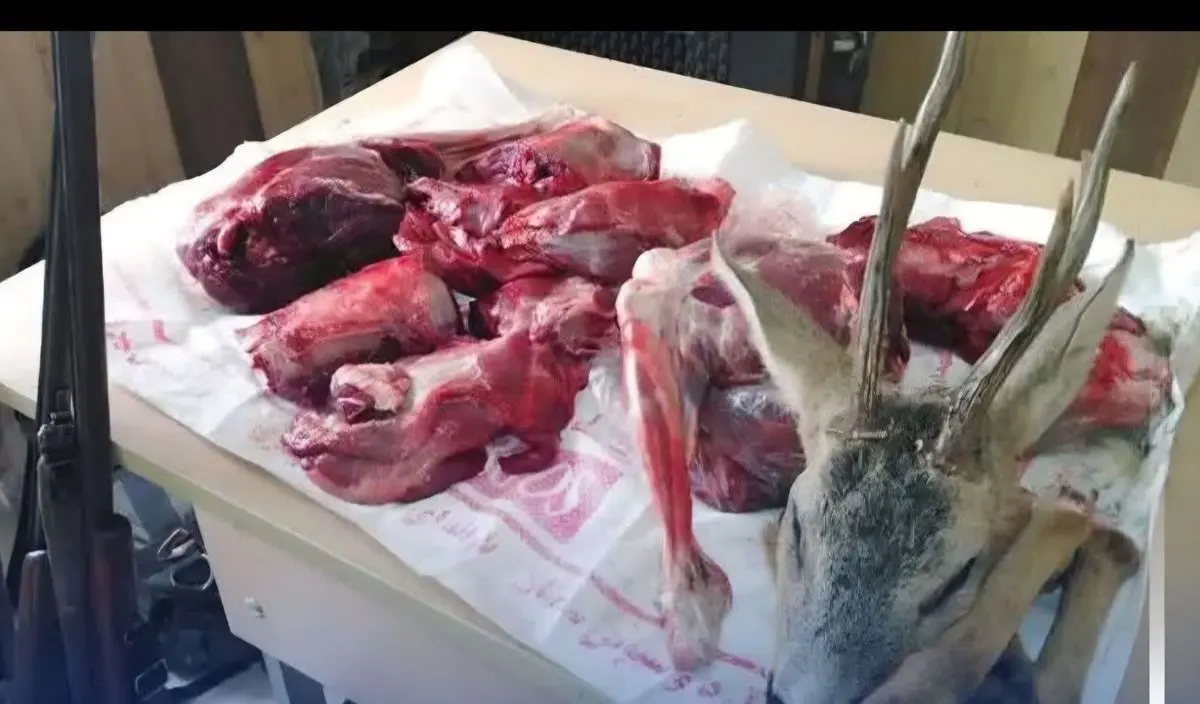 کشف لاشه ۸ رأس بز، کل و قوچ وحشی از دو شکارچی غیرمجاز در آمل