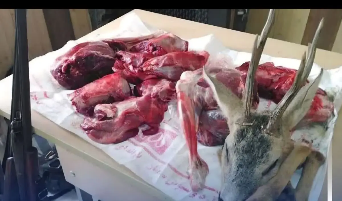 کشف لاشه ۸ رأس بز، کل و قوچ وحشی از دو شکارچی غیرمجاز در آمل