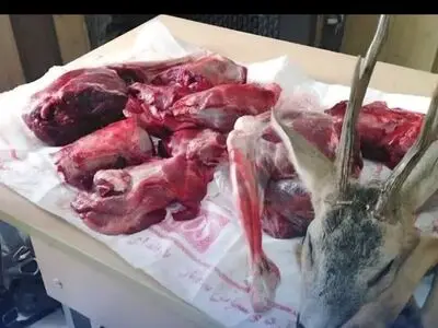 کشف لاشه ۸ رأس بز، کل و قوچ وحشی از دو شکارچی غیرمجاز در آمل