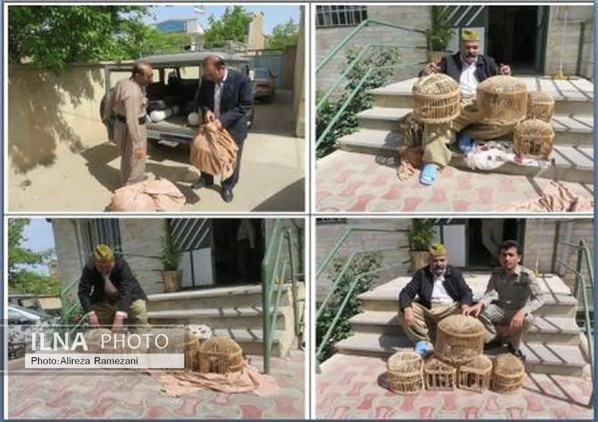 شکارچی بوکانی کبک‌های خود را تحویل اداره حفاظت محیط زیست بوکان داد