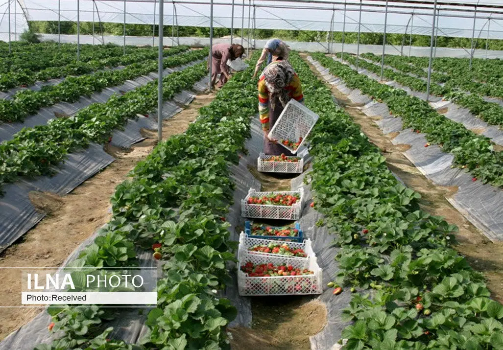 تحقق ۱۰۰ درصدی اشتغال در بخش کشاورزی قزوین