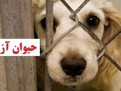 دستگیری ۴ متهم حیوان آزاری در مینودشت