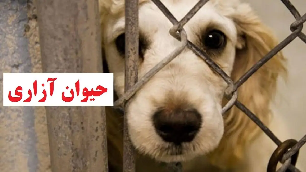 دستگیری ۴ متهم حیوان آزاری در مینودشت