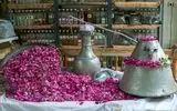 آیین سنتی گلاب‌گیری بروجرد در فهرست رویدادهای گردشگری کشور ثبت می شود