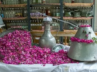 آیین سنتی گلاب‌گیری بروجرد در فهرست رویدادهای گردشگری کشور ثبت می شود