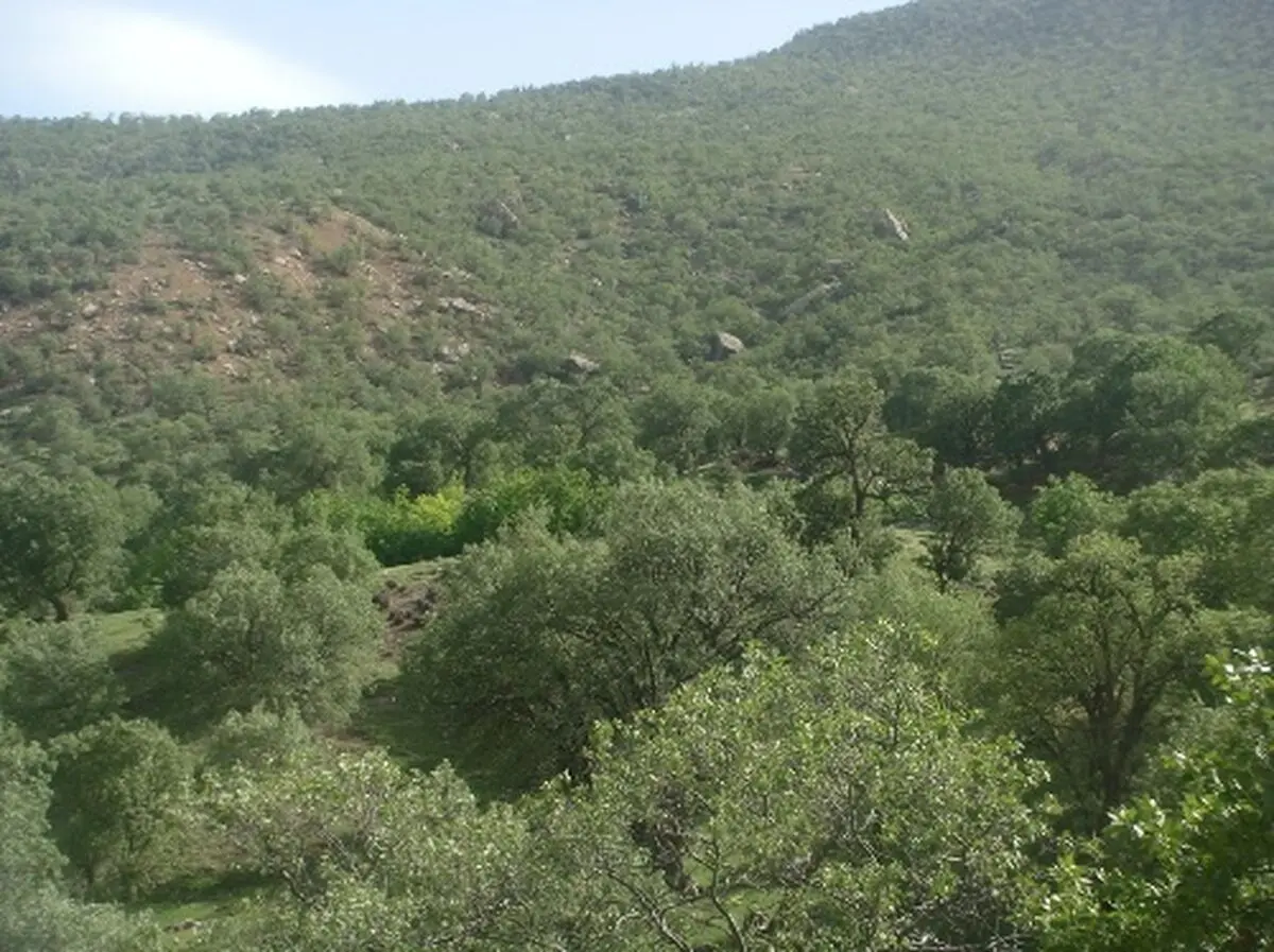 جنگل‌های دره سماق از جاذبه‌های طبیعی شهرستان چگنی لرستان است