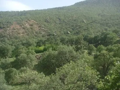 جنگل‌های دره سماق از جاذبه‌های طبیعی شهرستان چگنی لرستان است
