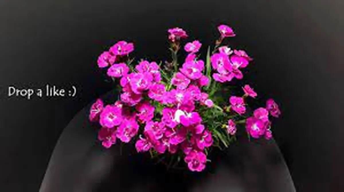 ویدئویی از لحظه زیبای شکفته شدن گل