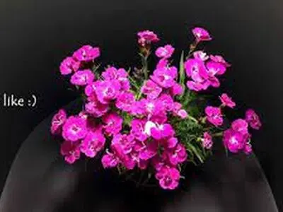 ویدئویی از لحظه زیبای شکفته شدن گل
