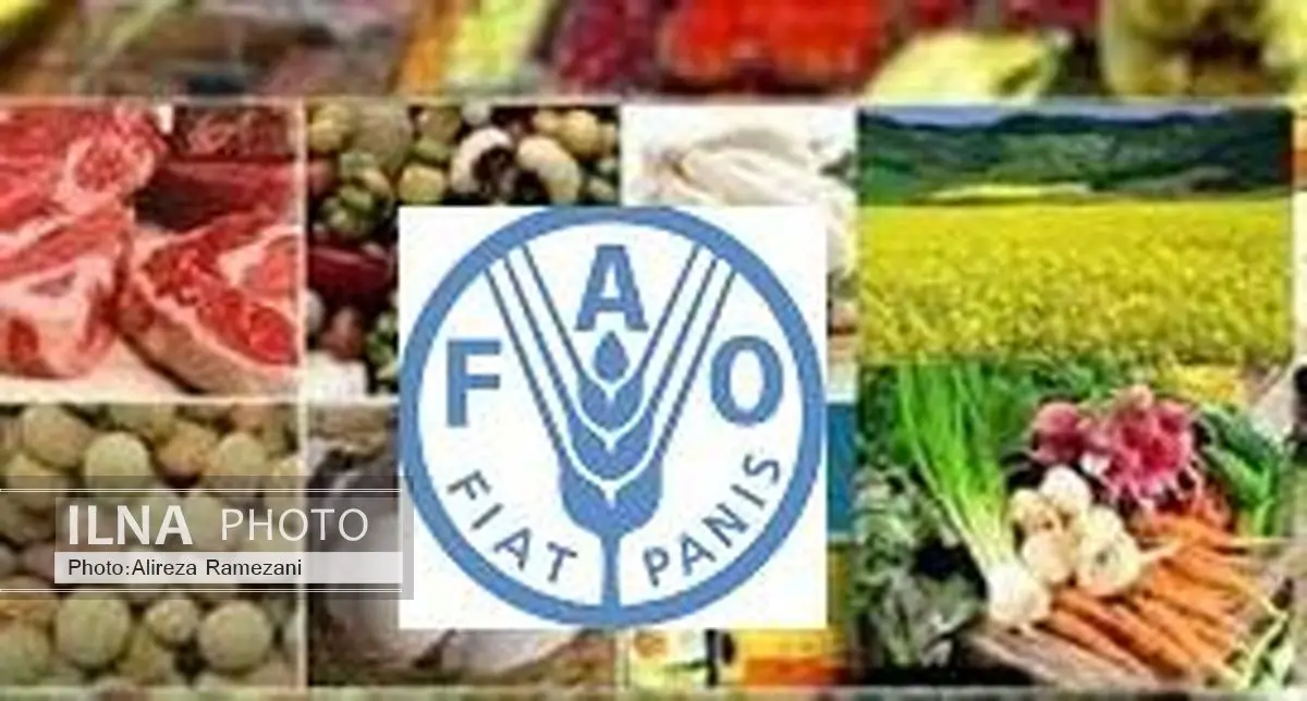 قیمت جهانی مواد غذایی افزایش یافت