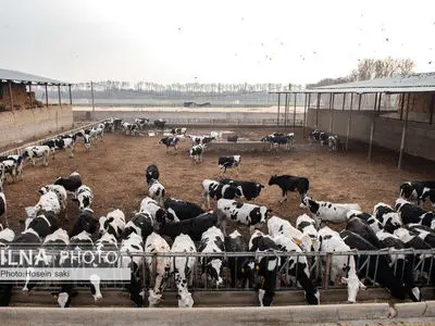 افزایش تورم تولیدکننده محصولات گاوداری­‌های صنعتی به 34 درصد