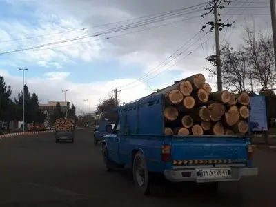 افزایش قطع درختان باغی به دلیل بالارفتن قیمت چوب