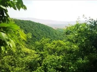 دختر بچه 7 ساله در جنگل های کالپوش مفقود شد / عملیات جستجو ادامه دارد