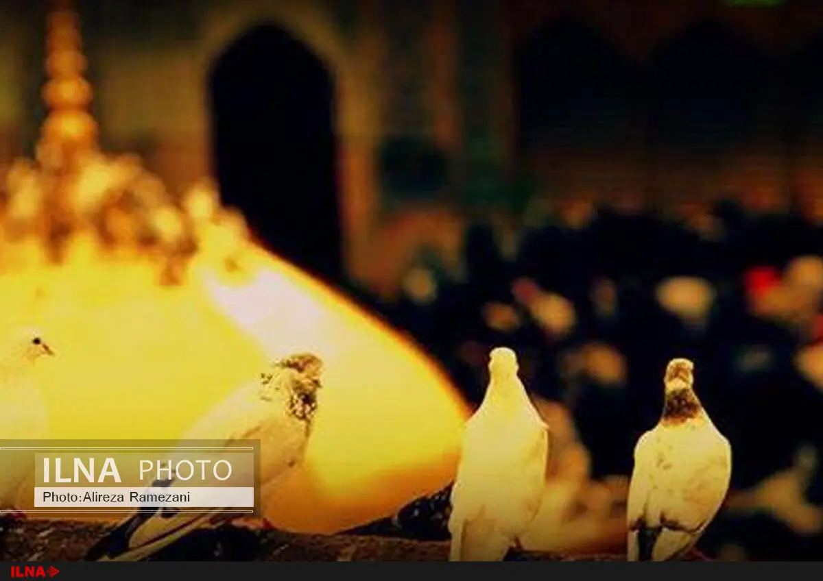 شش تدبیر حضرت امام رضا(ع) در نبرد با مأمون 