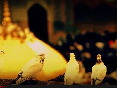 حرم مطهر امام‌رضا(ع) سفیدپوش شد