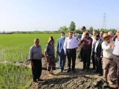 بازدید از اراضی شالیزاری روستای کفترود/پیگیری میدانی وضعیت آرد و نان پیربازار