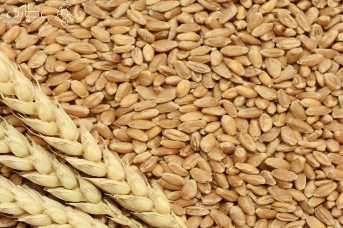 میزان گندم خریداری شده در سال ۱۴۰۵ اعلام شد