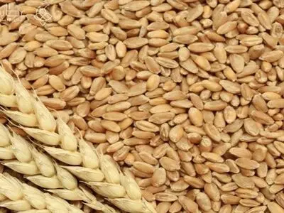 میزان گندم خریداری شده در سال ۱۴۰۵ اعلام شد