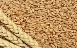 میزان گندم خریداری شده در سال ۱۴۰۵ اعلام شد