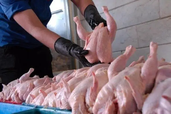 فروش مرغ بالاتر از نرخ مصوب در آذربایجان غربی تخلف است