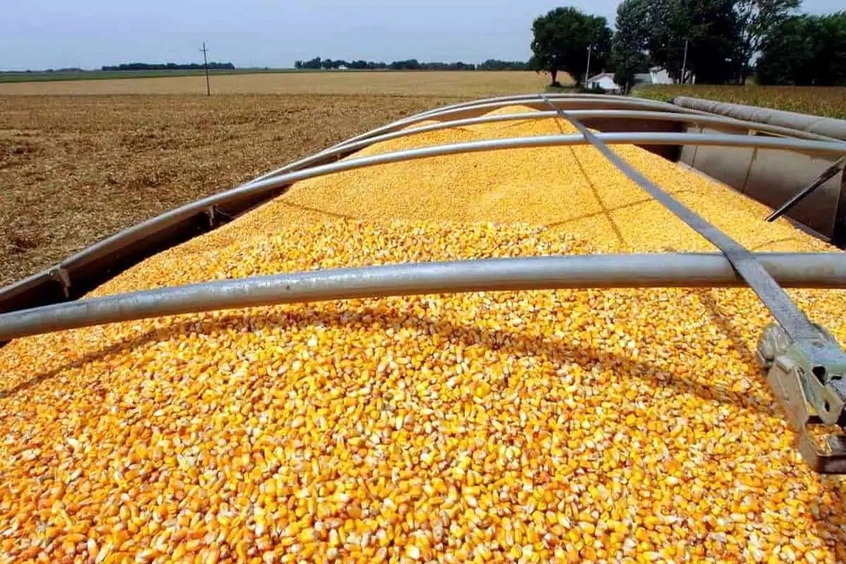 آغاز ثبت سفارش ذرت دامی و جو از فردا 