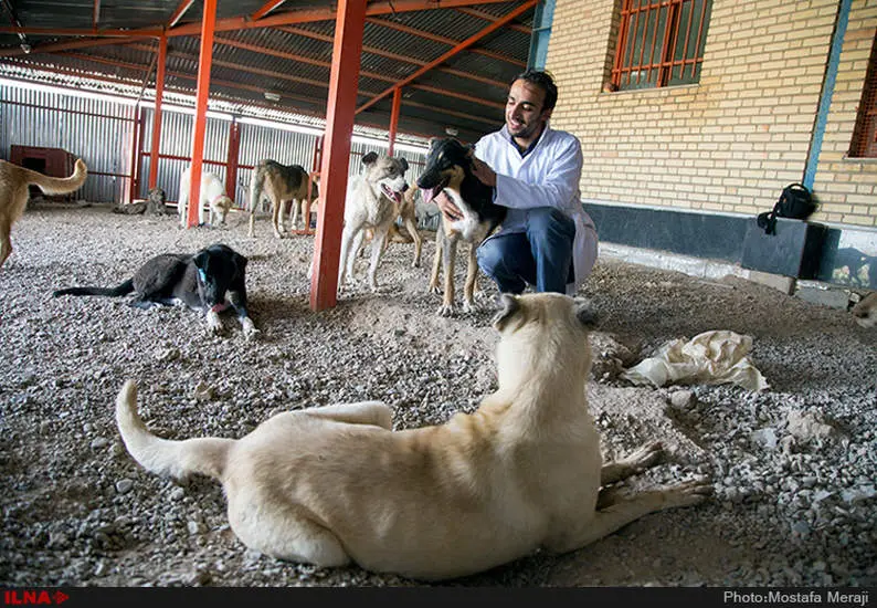 پناهگاه حیوانات حامی وفا، قزوین