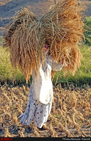 آخرین برداشت خوشه های طلایی برنج در "روستای پارودبار"رودبار گیلان