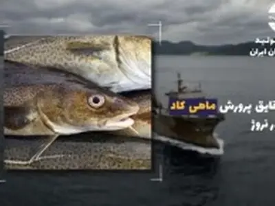 راه اندازی اولین قایق پرورش ماهی کاد جهان در نروژ