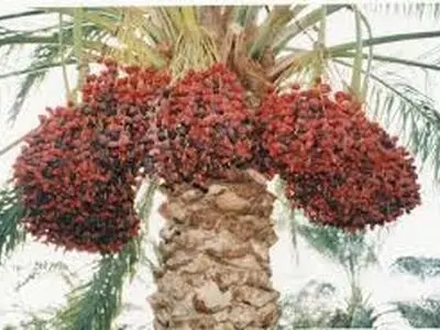 صدور ۵۱۱ گواهینامه انطباق صادراتی خرما در خوزستان
