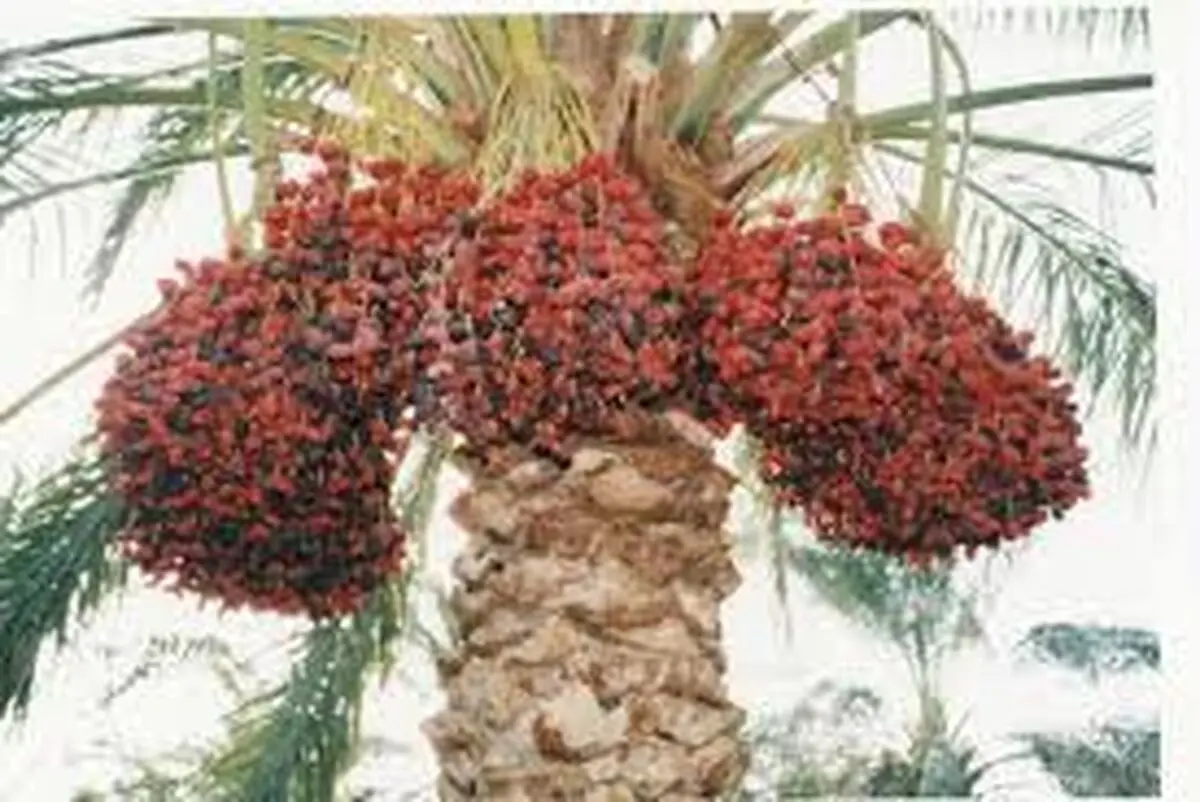 صدور ۵۱۱ گواهینامه انطباق صادراتی خرما در خوزستان