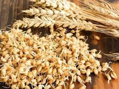 چطور خودمان در خانه جوانه گندم درست کنیم؟