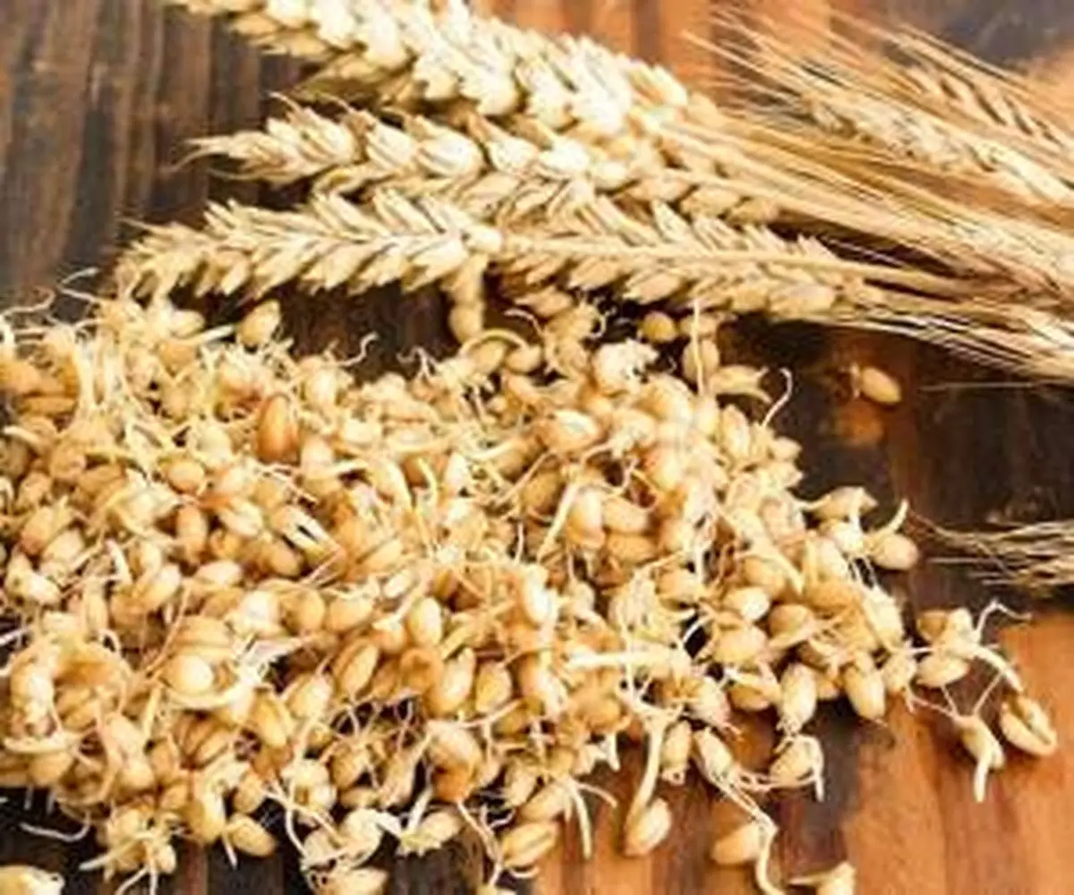 چطور خودمان در خانه جوانه گندم درست کنیم؟